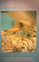 Requins, reproduction, texte (3).jpg